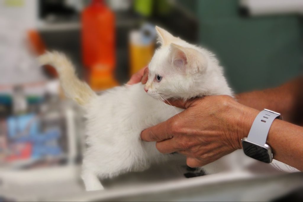 A kitten is examined at a veterinarian clinic in Pocatello, Idaho.