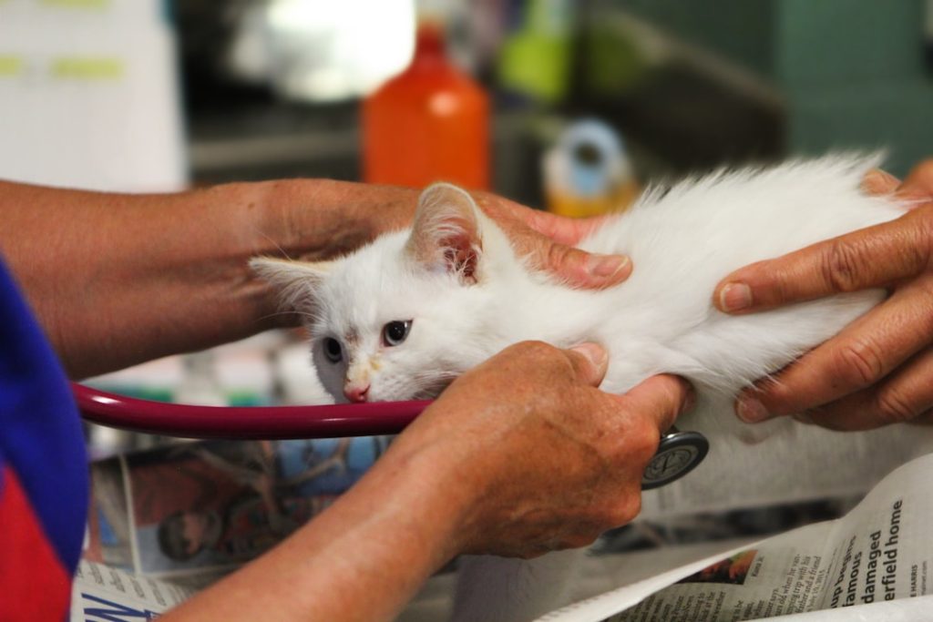 A kitty cat gets a checkup at a veterinary clinic in Pocatello, Idaho.