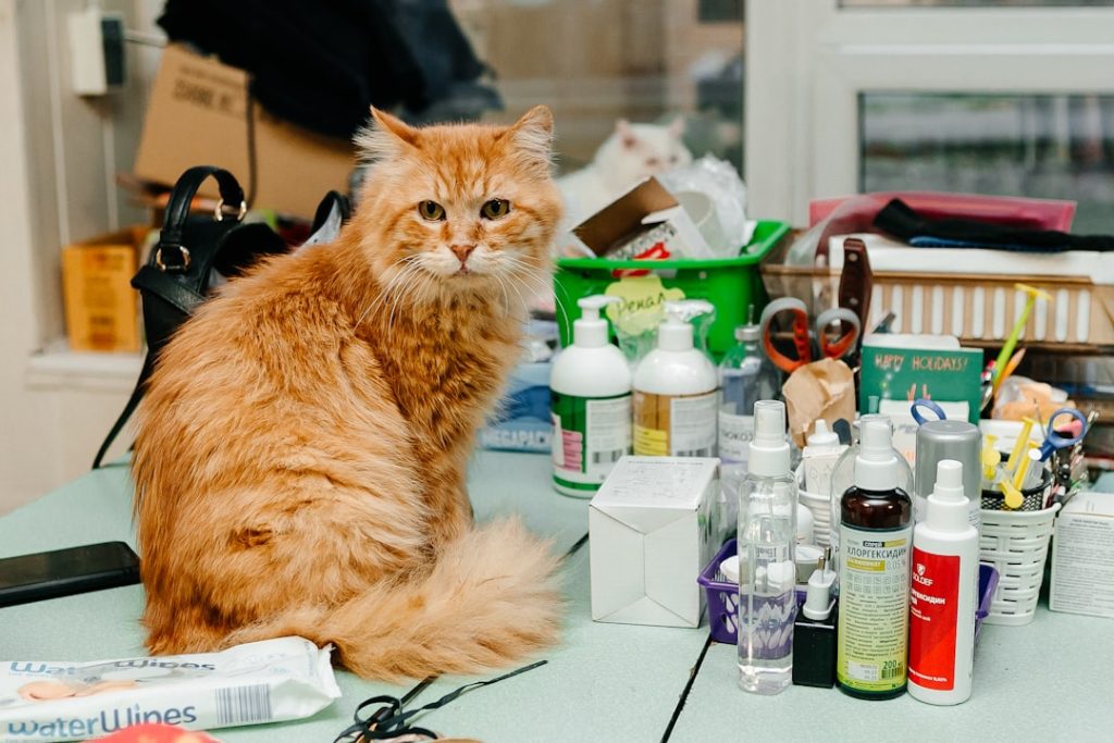 an-orange-cat-sitting-on-a-table-surrounded-by-cosmetics-zm8jkjsyuwy