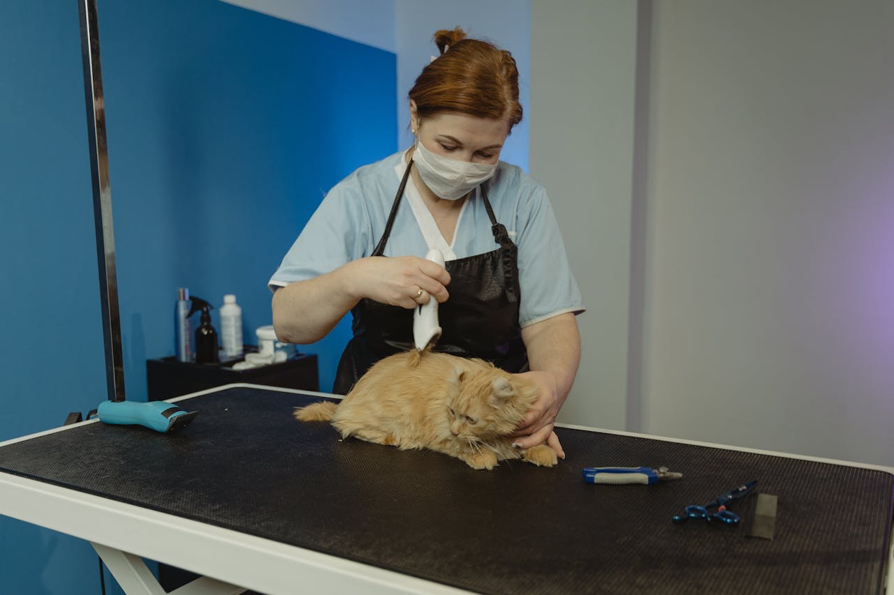 Maypole Vets grooming